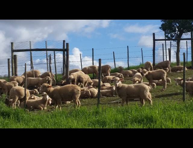 539HA FARM FOR SALE IN RIVERSDALE RURAL